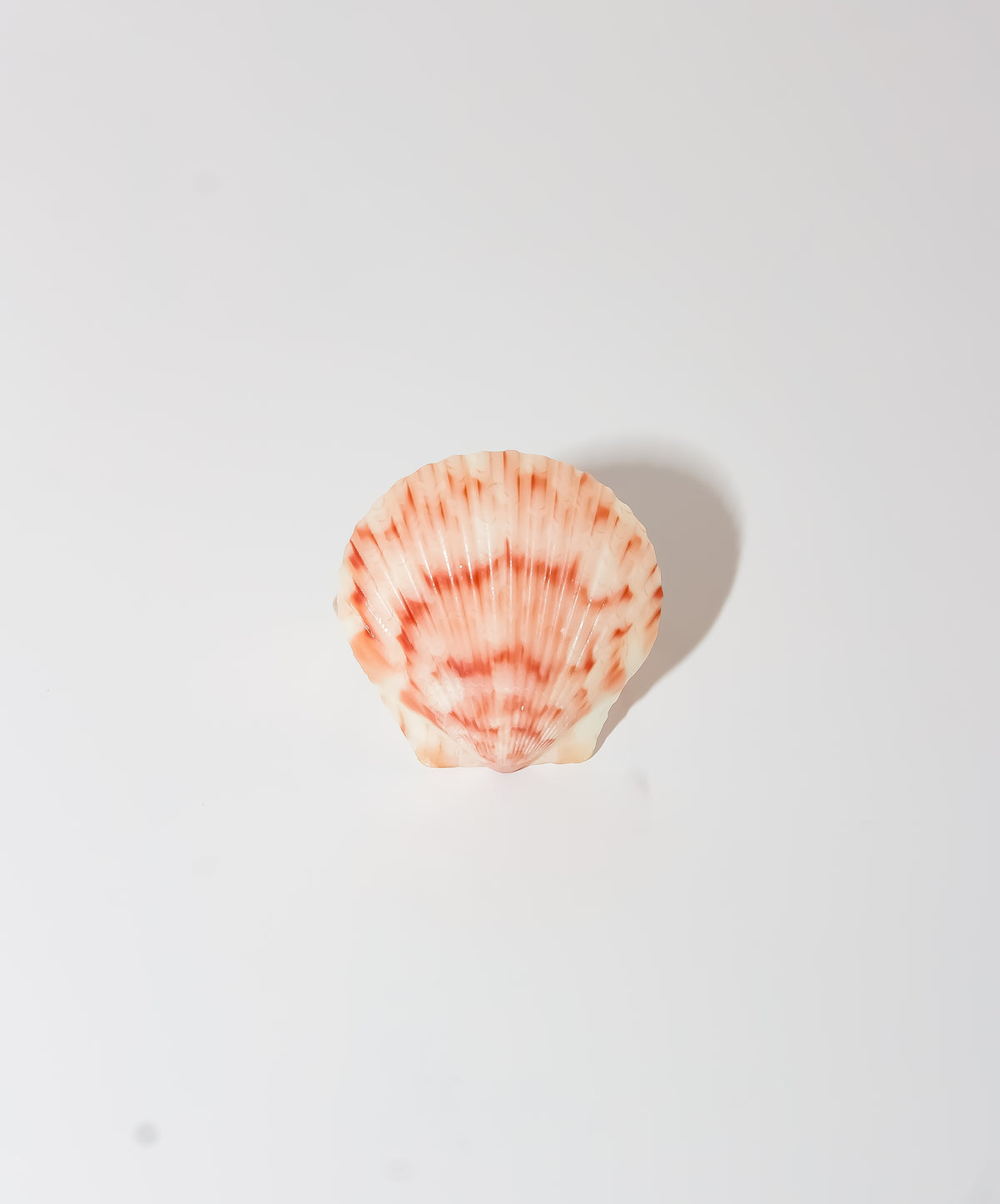 Handcrafted Natural Sea Shell Statement Ring